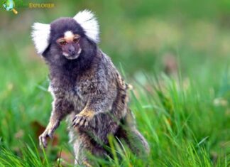 Common Marmoset