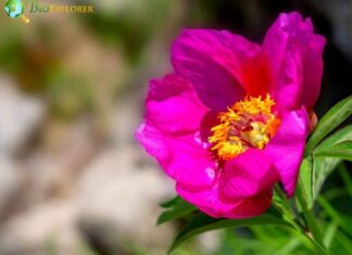 Common Peony
