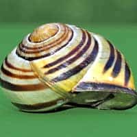 Conchology (Mollusk Shells)