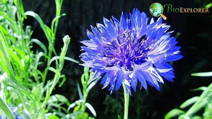 Cornflower Cornflower