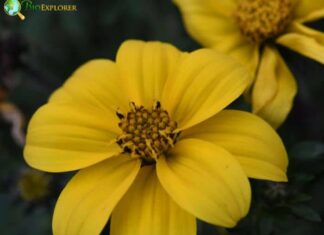 Cosmos Flower beggarticks