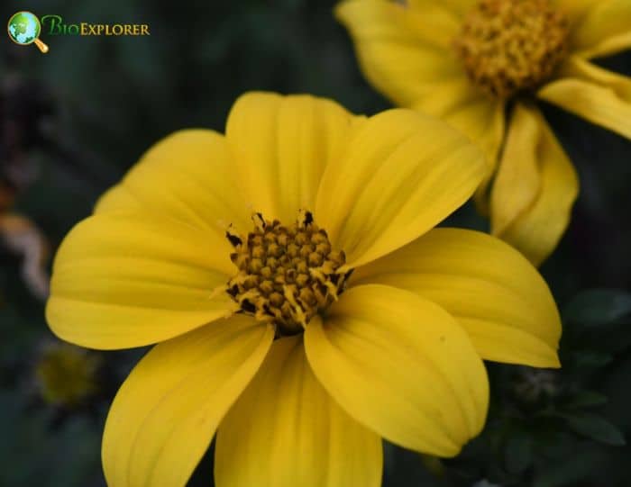 Cosmos Flower beggarticks