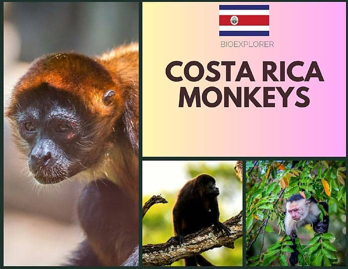 Costa Rica Monkeys: A Journey into the Rich Biodiversity!