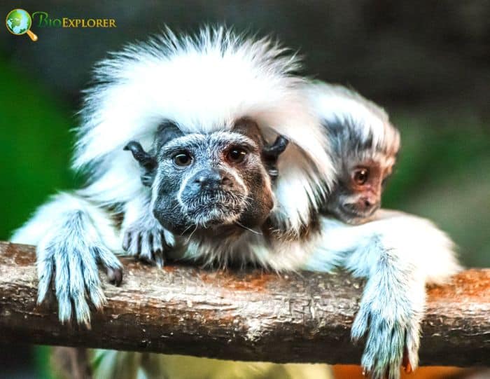 Cotton-Top Tamarin