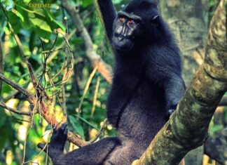 Crested Black Macaque