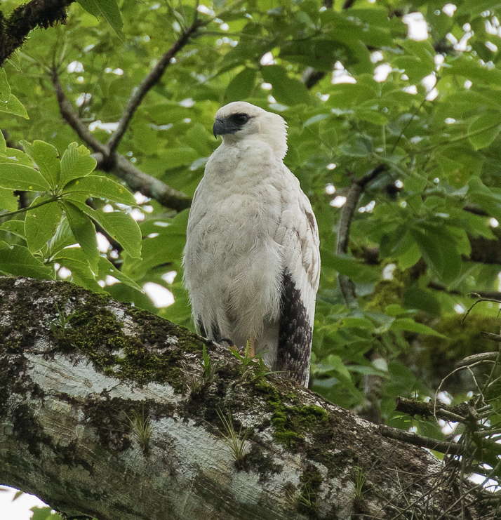 File:Crested Eagle immature - Darién - Panama (48439740647).jpg