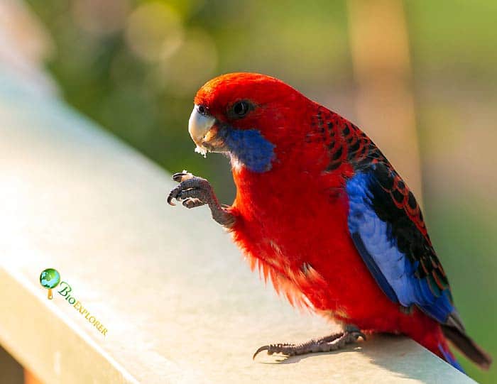 Crimson rosella perched while holding food, displaying vivid red body, blue cheeks, and dark patterned wings