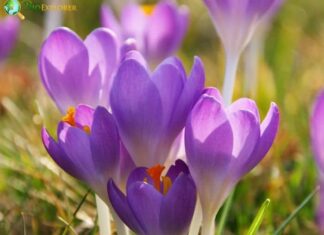 Crocus