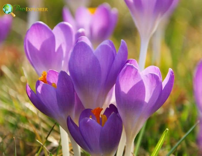 Crocus