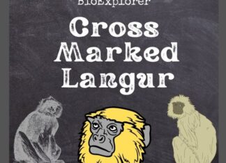 Cross Marked Langur