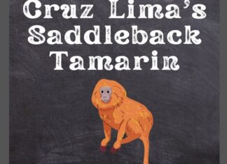 Cruz Lima’s Saddleback Tamarin