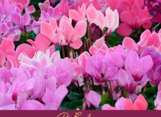 Cyclamen