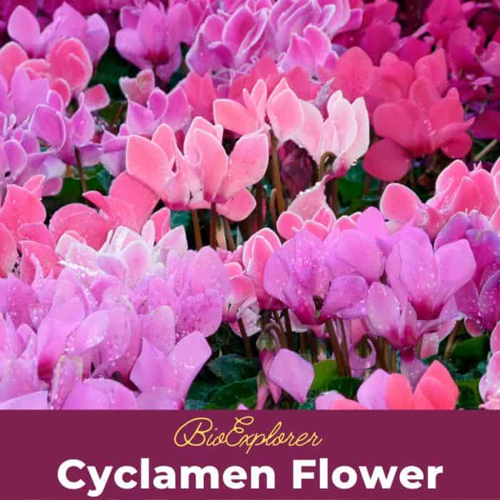 Cyclamen