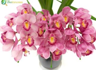 Cymbidium