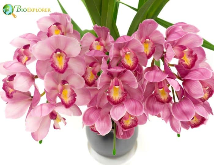 Cymbidium