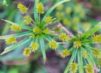 Cyperus