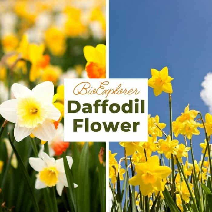 Daffodil Daffodil