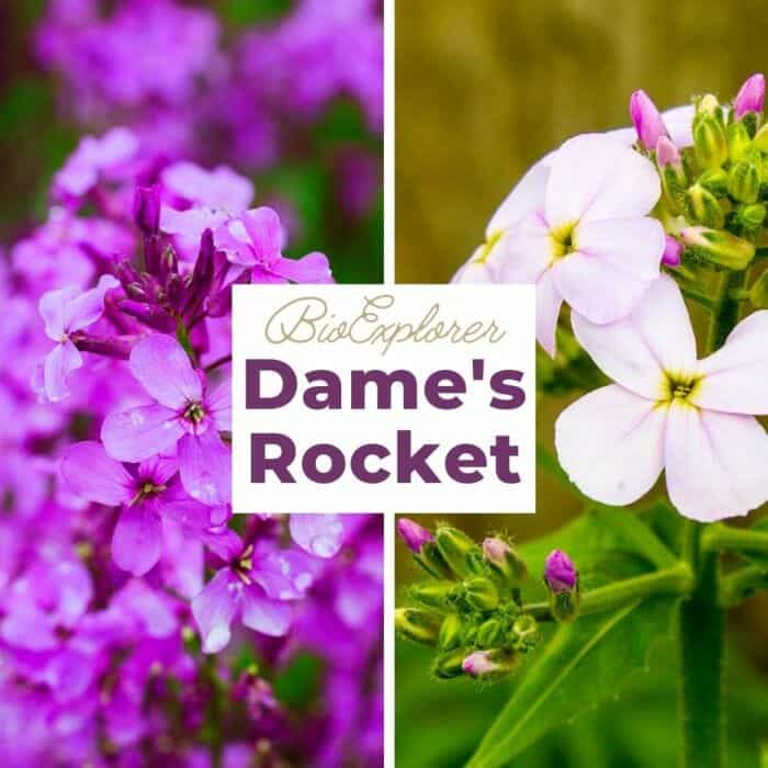 Dame's Rocket Dame's Rocket
