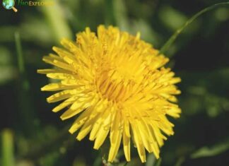 Dandelion