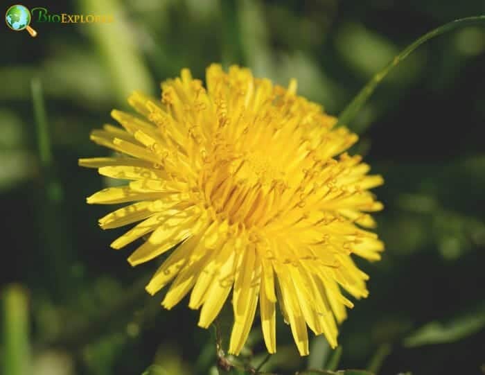 Dandelion