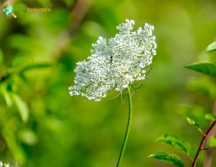 Daucus Carota Daucus Carota