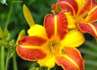 Daylily