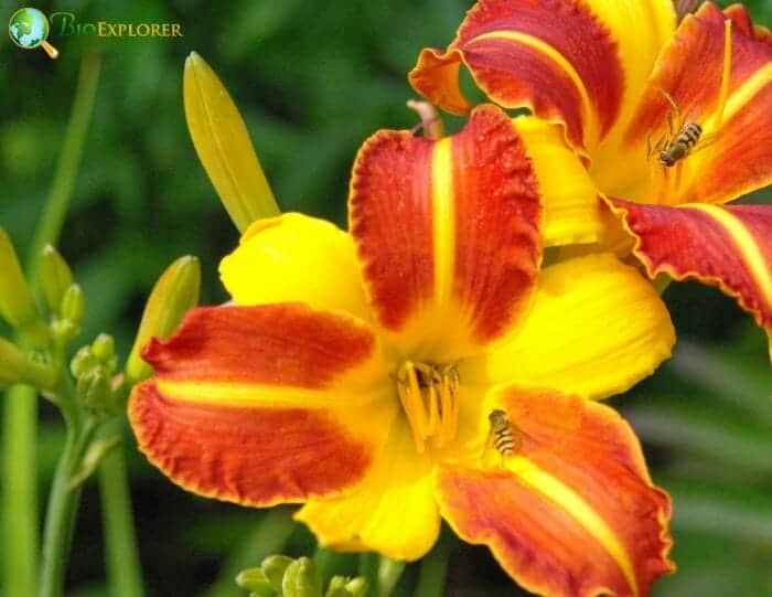 Daylily