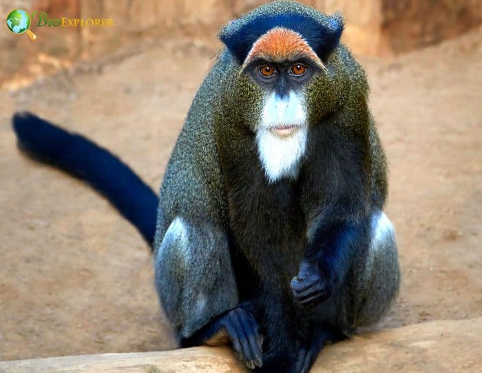 De Brazza's Monkey