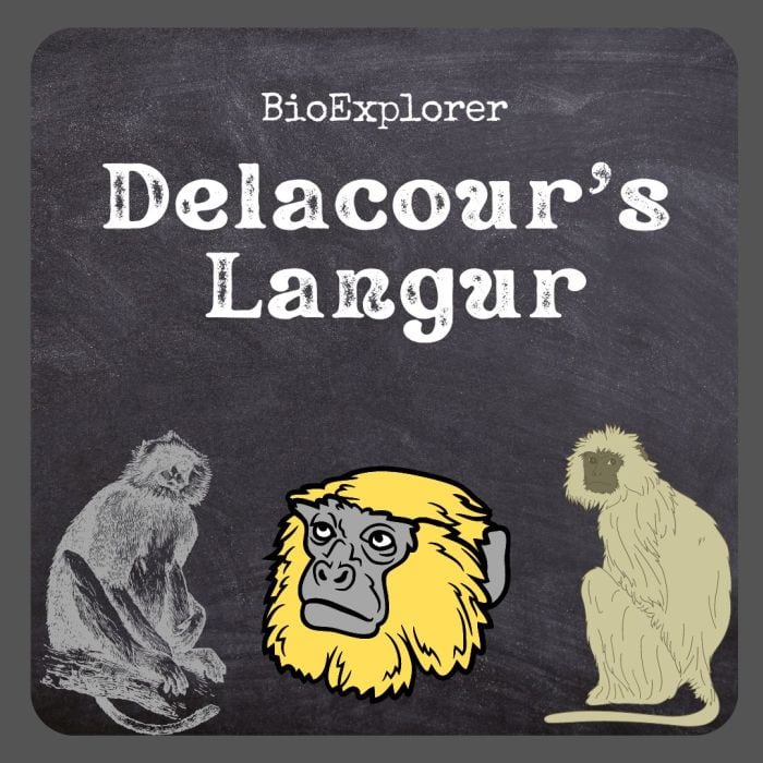 Delacour's Langur Delacour's Langur