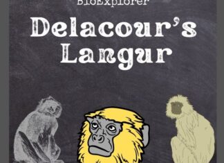Delacour’s Langur