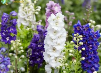 Delphinium