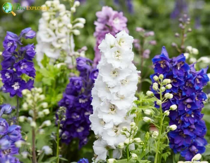 Delphinium