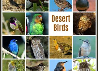 Explore Desert Birds & Their Adaptations