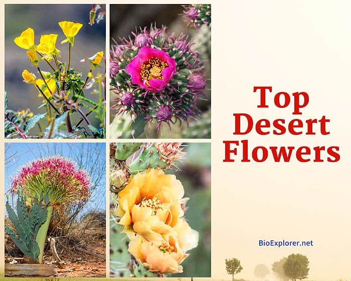 The Ultimate Guide to 25+ Spectacular Desert Flowers & Their Unique Adaptations