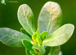 Desert Horse Purselane