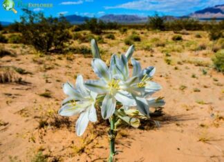 Desert Lily Flower