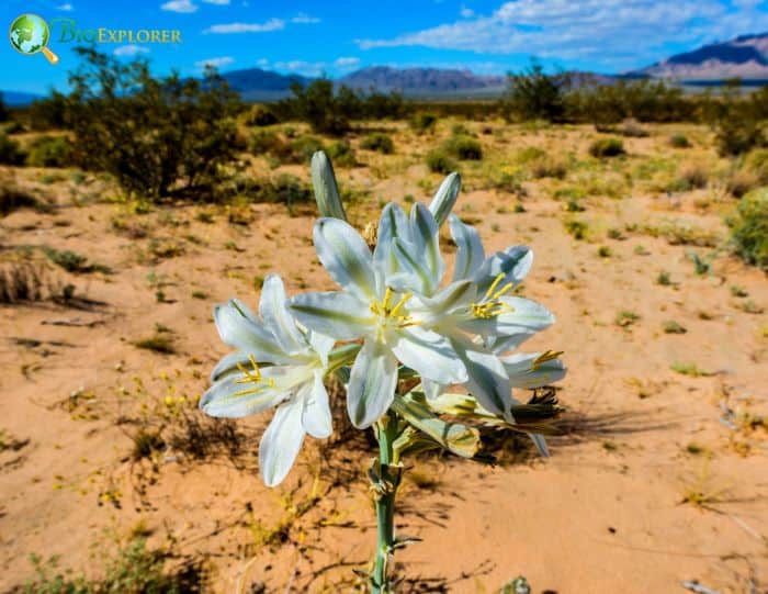 Desert Lily Flower