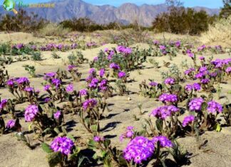 Desert Sand Verbena
