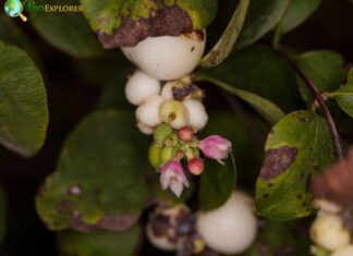 Desert Snowberry