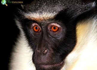 Diana Monkey