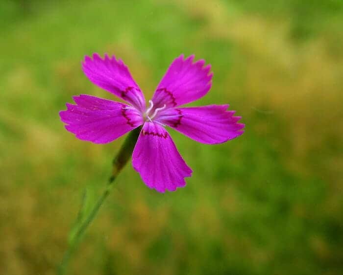 Dianthus Deltoides Dianthus Deltoides