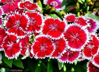 Dianthus