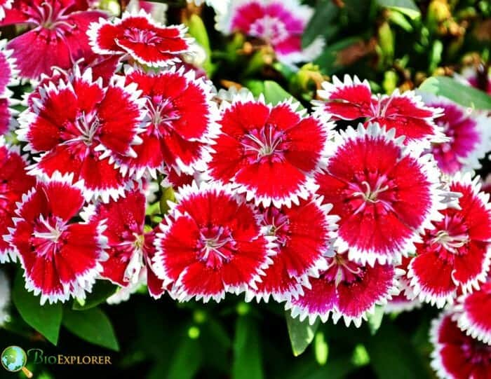 Dianthus