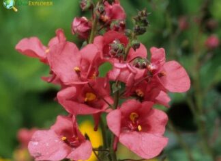 Diascia