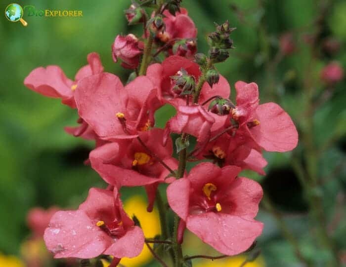 Diascia