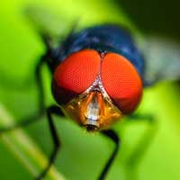 Dipterology (Flies)