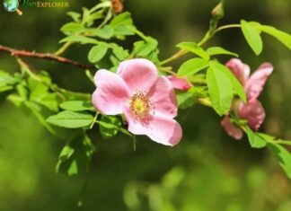Dog Rose