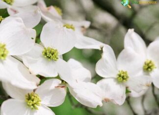 Dogwood