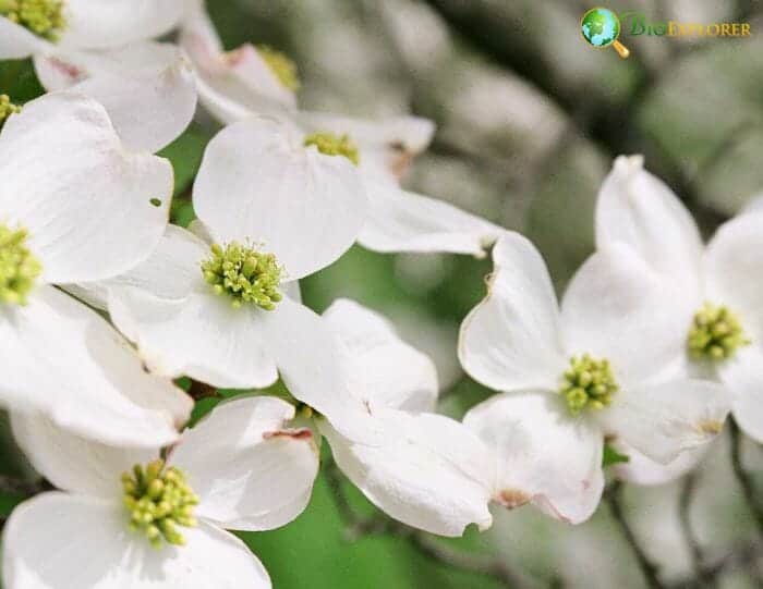 Dogwood