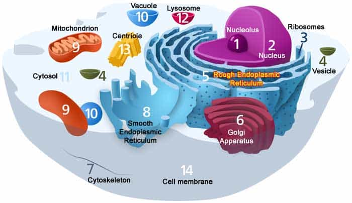 Domain Eukarya Animal Cell Domain Eukarya Animal Cell